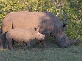 Africa 049 : Africa, Animal, Mammal, Mosi-Oa-Tunya National Park, White Rhino, Zambia